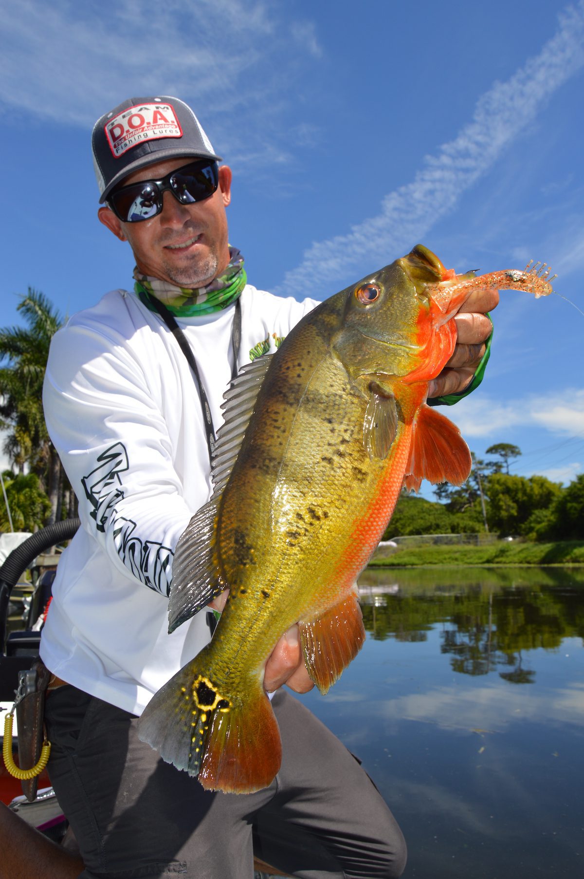 Captain-Craig-shows-off-a-typical-female-peacock-bass-from-south-Florida-caught-on-a-DOA-Copper-Crush-shrimp