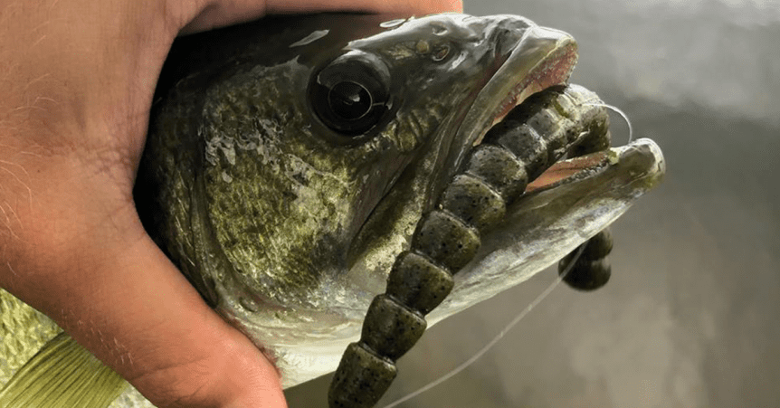 exostick-header-1-862x451