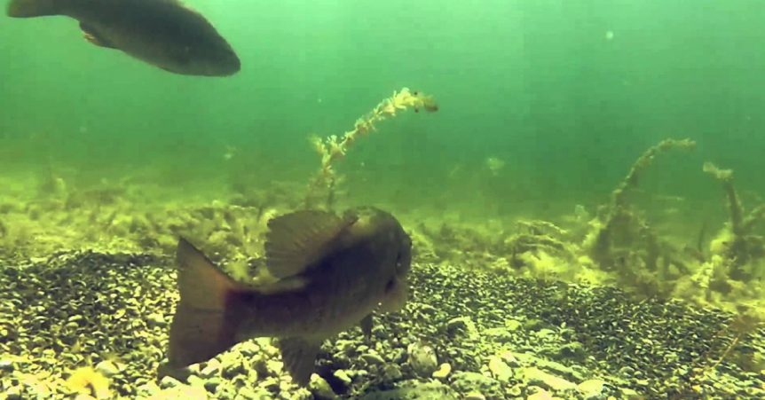 prespawn-bass-fishing-862x451-1